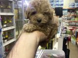 Maltipoo Oyuncu Sevimli Yavrular